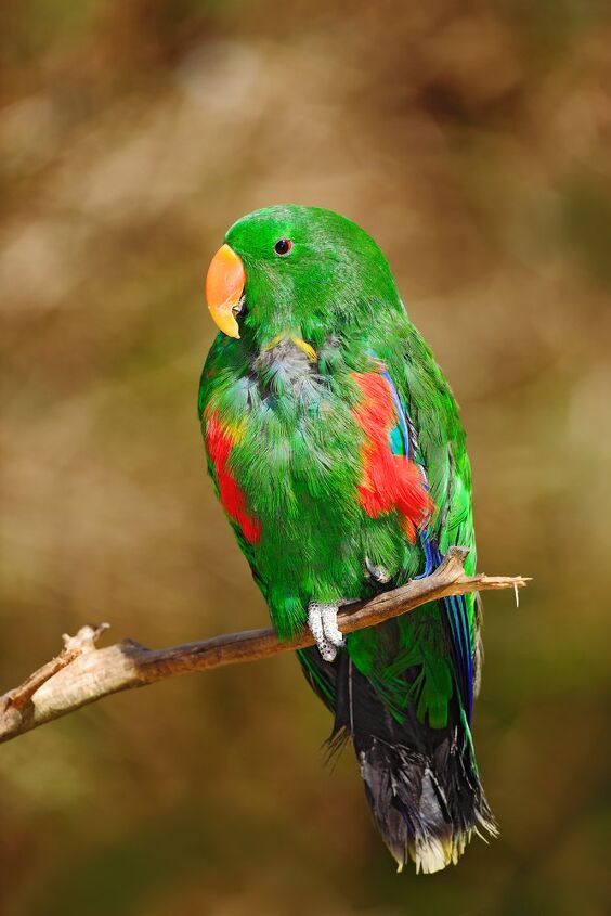 red sided parrot