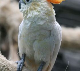 citron crested cockatoo