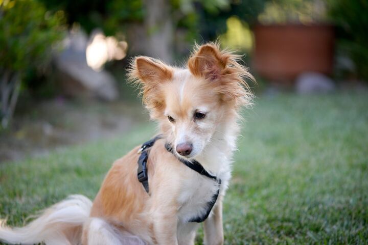 Paperanian Mix 481x720 Papi Pom Dog Breed Health, Temperament, Feeding and Puppies - PetGuide | PetGuide
