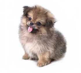 Peek-A-Pom Dog Breed Health, Temperament, Feeding and Puppies - PetGuide