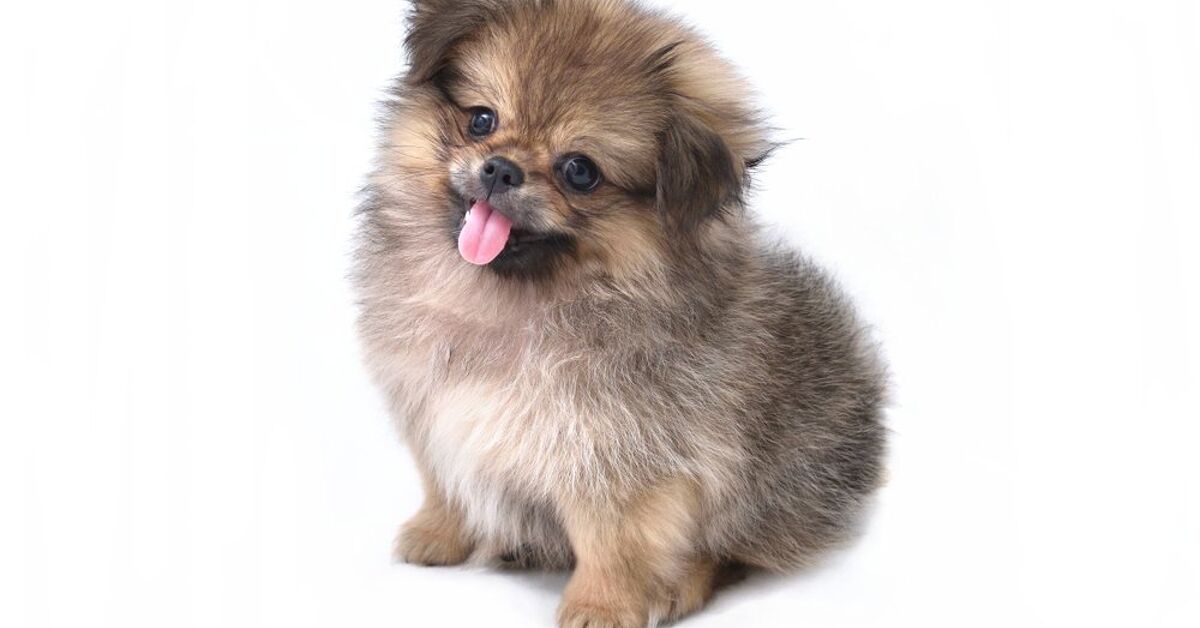 Peek A Pom Dog Breed Health Temperament Feeding And Puppies Petguide Petguide Peek A Pom Dog Breed Health Temperament Feeding And Puppies Petguide Petguide