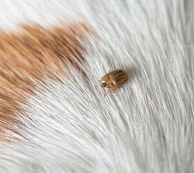 Ehrlichiosis in Dogs: What It Is and How To Prevent It