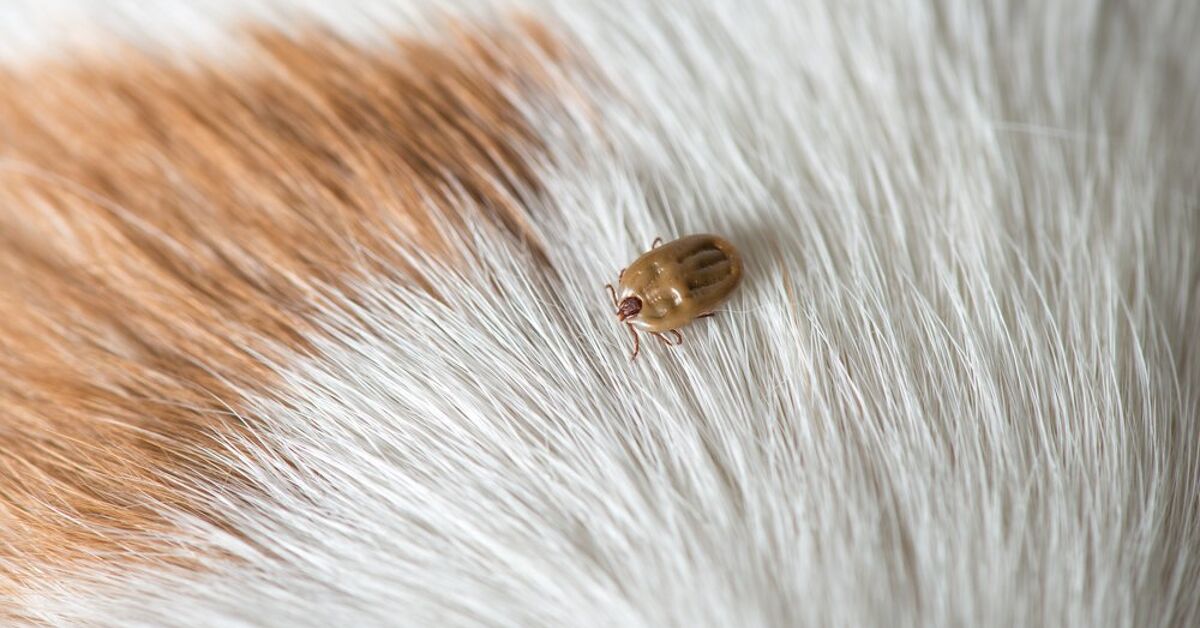 Ehrlichiosis in Dogs What It Is and How To Prevent It PetGuide