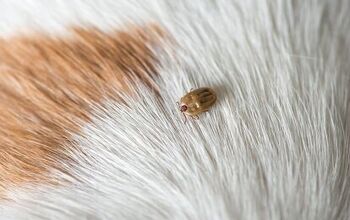 Ehrlichiosis in Dogs: What It Is and How To Prevent It