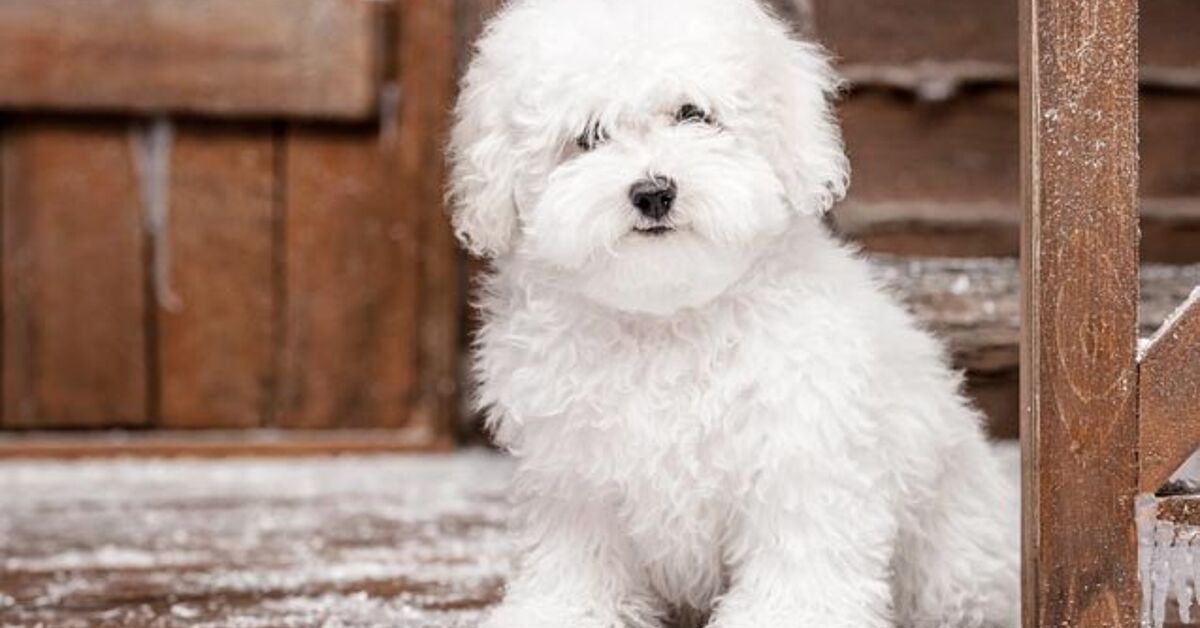 Top 10 Cleanest Dog Breeds | PetGuide