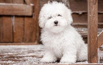 Top 10 Cleanest Dog Breeds