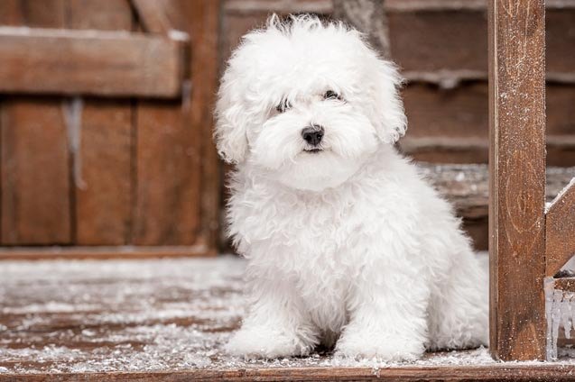 Top 10 Cleanest Dog Breeds | PetGuide