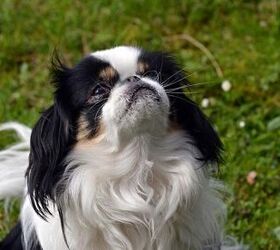 top 10 cleanest dog breeds