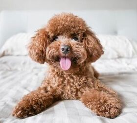 Top 10 Cleanest Dog Breeds | PetGuide