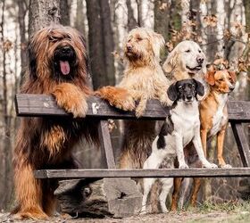6 Ways to Help Your Dog Make Other Dog Friends