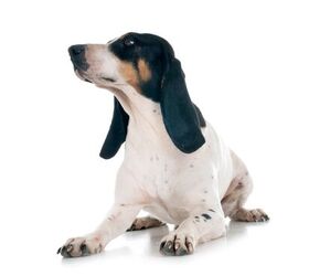 Schwyz Hound Dog Breed Health, Temperament, Feeding and Puppies