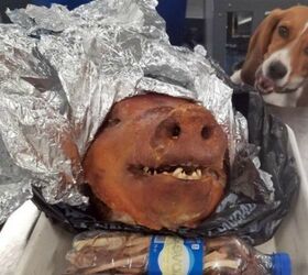 Here Piggy, Piggy: Airport Sniffer Dog Finds Unique Contraband