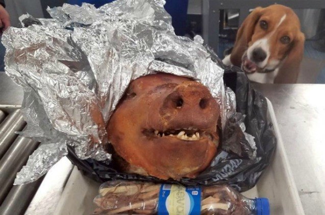 here piggy piggy airport sniffer dog finds unique contraband
