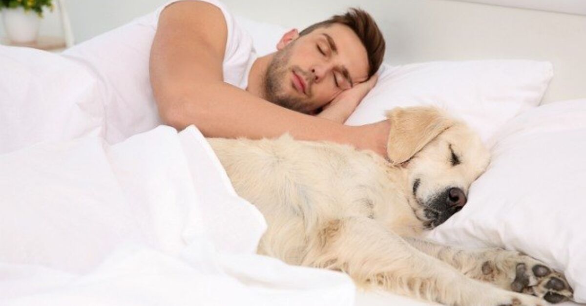Sleeping With Pets May Benefit Chronic Pain Sufferers | PetGuide
