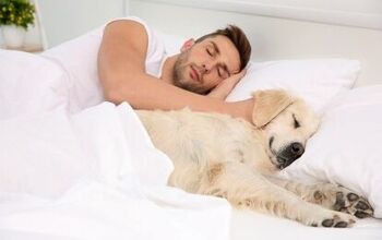 Sleeping With Pets May Benefit Chronic Pain Sufferers