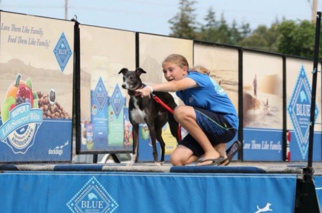 spitfire the whippet believes he can fly video