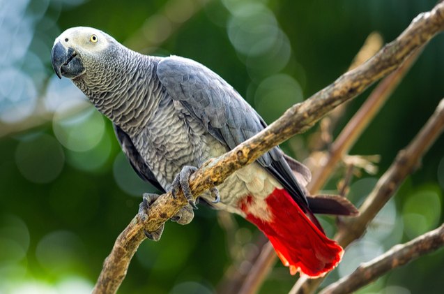 African Grey Parrot Health, Personality, Sounds, Colors and Habitat -  PetGuide | PetGuide