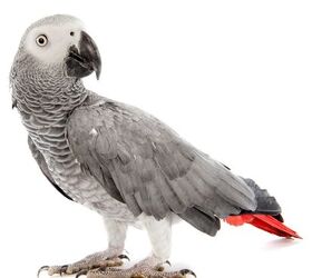 African grey best sale parrot pet