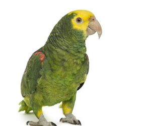 yellow headed amazon parrot diet