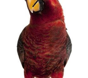 cardinal lory