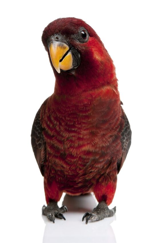 cardinal lory