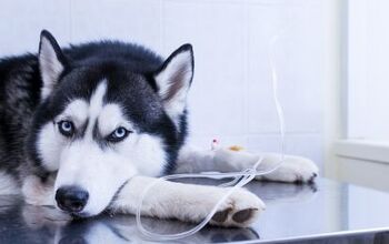 What to Know About Chemotherapy for Dogs