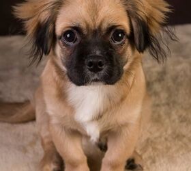 Peek-A-Pom Dog Breed Health, Temperament, Feeding and Puppies
