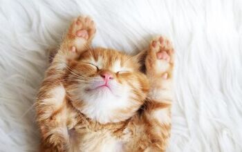 4 Cat Foster Parents to Follow on Instagram