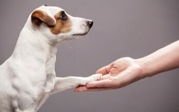 Researchers Reveal Dogs Can Be Right or Left-Pawed