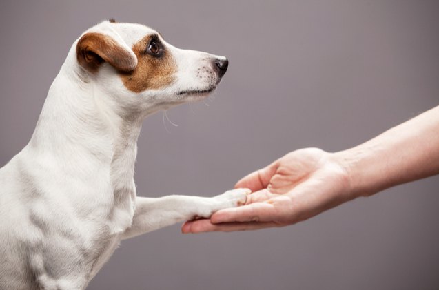 researchers reveal dogs can be right or left pawed