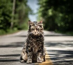 It Took 5 Cats to Nail the Role of Church in New Pet Sematary Movie