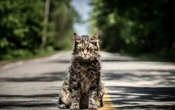 It Took 5 Cats to Nail the Role of Church in New Pet Sematary Movie