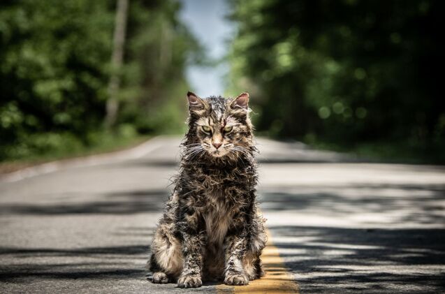 it took 5 cats to nail the role of church in new pet sematary movie