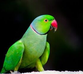 Indian Ring-necked Parakeet or Rose-ringed Parakeet (Psittacula krameri  manillensis), female, Stock Photo, Picture And Rights Managed Image. Pic.  IBR-2246415 | agefotostock