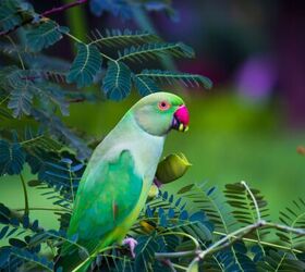 Rose-ringed Parakeet by Natural History Museum, London/science Photo Library