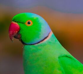 The rose-ringed parakeet, Also... - Nature Forever Society | Facebook