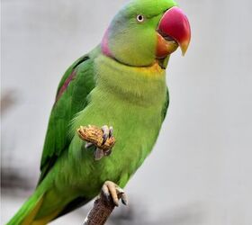 Large cheap indian parakeet