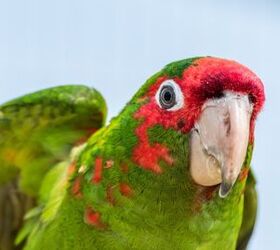 red masked conure