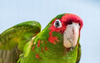 Red Masked Parakeet