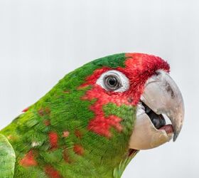 red masked parakeet