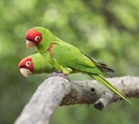 Red parakeet store