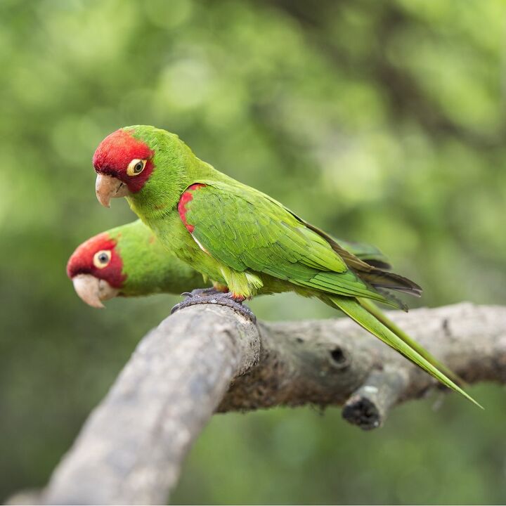 red masked parakeet