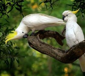 sulphur crested cockatoo as pets