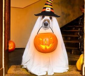 Trick or Treat: US Pet Owners Will Spend Nearly Half a Billion on Hall