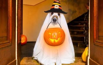 Trick or Treat: US Pet Owners Will Spend Nearly Half a Billion on Hall