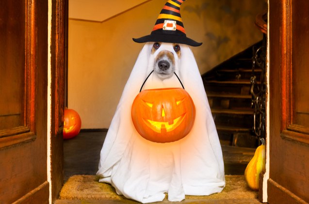 trick or treat us pet owners will spend nearly half a billion on hall