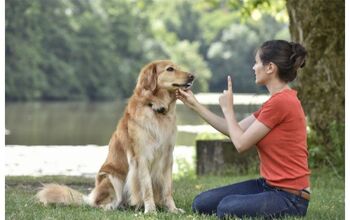 New Jersey Bill Will Require Dog Trainers To Be State-Licensed