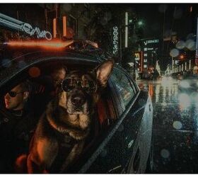 Vancouver Police Dogs Put Their Best Paws Forward In New Calendar