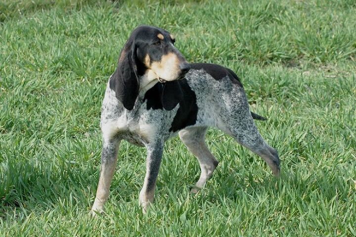 Basset Bleu De Gascogne: Unveiling the Breed's Charm
