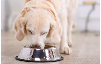 Cornell Finds Pesticide Glyphosate In Several Dog And Cat Foods